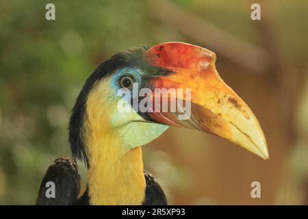 Hornbill rugoso (Aceros corrugatus) Foto Stock