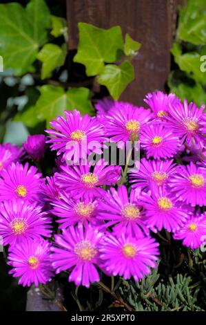 Fiore di mezzogiorno viola, fiore di mezzogiorno (Lampranthus spectabilis) Foto Stock