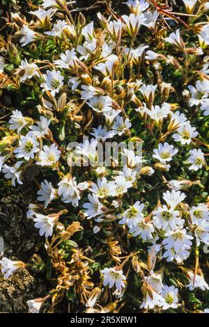 Bella fiori artici (Cerastium) sul terreno una giornata estiva di sole in artico, Svalbard, Norvegia Foto Stock