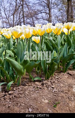 Coltivazione di ibridi di Darwin Tulip Jaap Groot: giallo e bianco bicolore, gruppo perenne Foto Stock