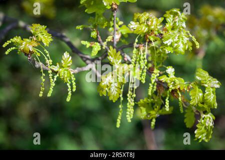 Amenti verde (fiori maschili) su un sessili quercia in Essex Foto Stock