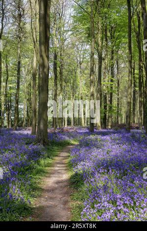 Bluebells in boschi Wepham Foto Stock