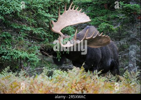 Elk (Alces alces), maschio, stracolpi su rami, Cap Breton Highlands National Park, Rut, Canada Foto Stock