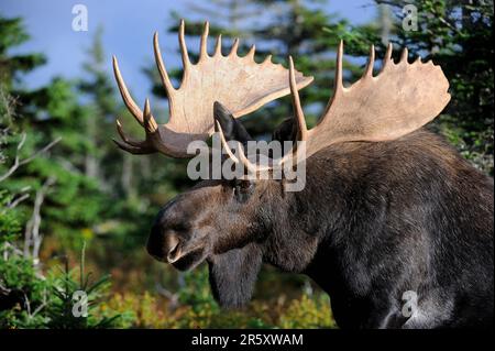 Elk (Alces alces), maschio, Cap Breton Highlands National Park, Canada Foto Stock