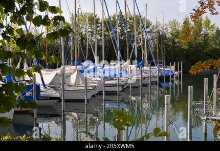 Sul Lago di Costanza, porto yacht vicino Immenstaad Foto Stock