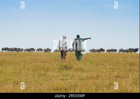 Safari, turista con ranger di fronte a beared wildebeest bianco, orientale beared wildebeest bianco (Connochaetes taurinus albojubatus), Wildebeest Foto Stock