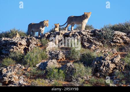 Leoni africani (Panthera leo), due giovani leoni maschi con due cubetti in piedi sul crinale di una duna rocciosa, sul belvedere, deserto di Kalahari, Kgalagadi tra Foto Stock
