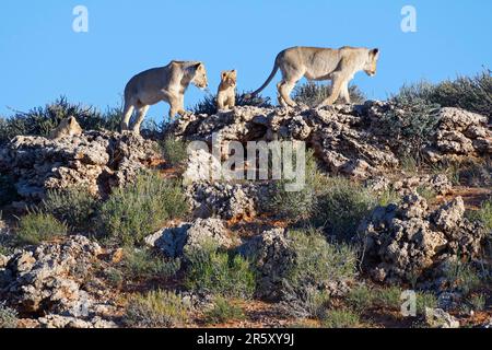 Leoni africani (Panthera leo), due giovani leoni maschi con due cuccioli che camminano sul crinale di una duna rocciosa, deserto di Kalahari, Parco transfrontaliero di Kgalagadi, Foto Stock