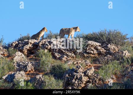 Leoni africani (Panthera leo), due cuccioli di leone che si eran sulla cresta di una duna rocciosa, sul belvedere, deserto di Kalahari, Kgalagadi Transfrontier Park, Nort Foto Stock