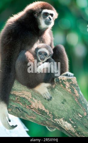 Gibboni bianchi (Hylobates lar), femmina con giovane Foto Stock