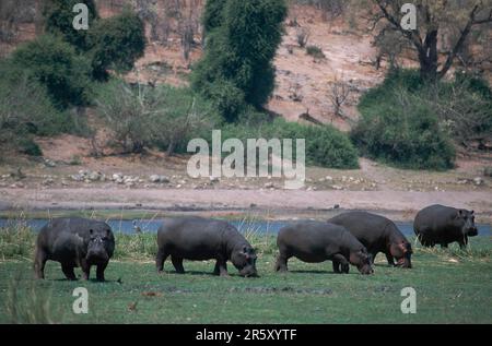 Ippopotamo (ippopotamo anfibio) pascolo, parco nazionale di Chobe, Botswana, Side Foto Stock