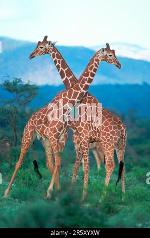 Giraffe (Giraffa camelopardalis reticulata), tori da combattimento, parco nazionale di Samburu, Kenya Foto Stock