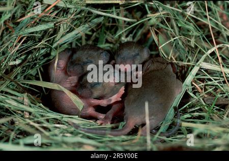 Topi di casa (Mus musculus), animali giovani, 1 settimana di età, Germania Foto Stock