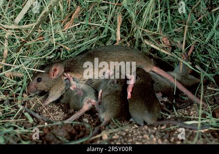 Topi di casa (Mus musculus), femmina, giovani infermieri, Germania Foto Stock