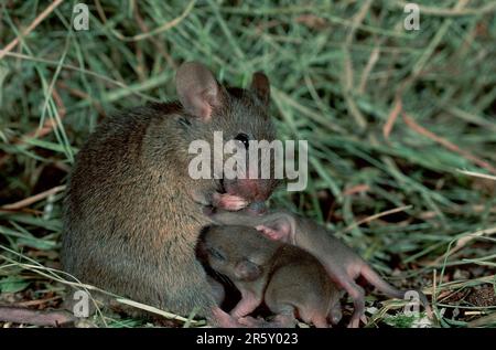 Topi di casa (Mus musculus), giovani di professione d'infermiera, Germania Foto Stock