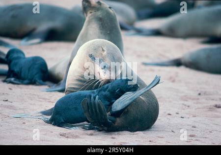 Foche sudafricane (Arctocephalus pusilus), femmina con giovane, Capo Croce, Namibia Foto Stock