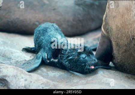 Sughero sudafricano (Arctocephalus pusillus), sughero da pelliccia nana, sughero da pelliccia di capo, giovane nato di recente, Capo Croce, Namibia, foca sudafricana, nata di recente Foto Stock