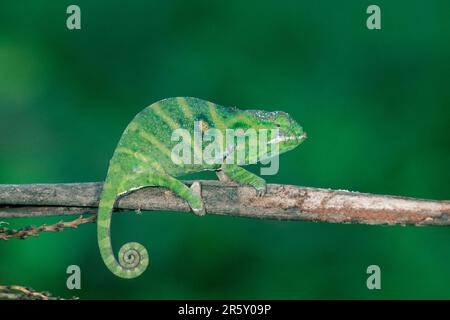 Chameleon di Oustalet (Furcifer oustaleti), Madagascar, Side Foto Stock