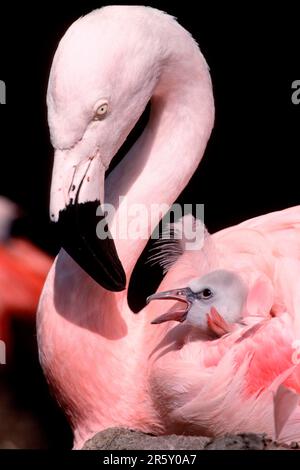 Fenicottero cileno (Phoenicopterus chilensis) con pulcini Foto Stock