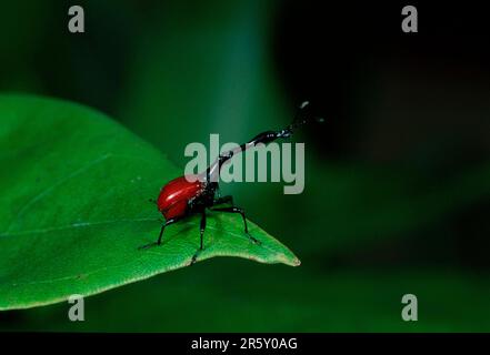 Weevil con collo a giraffa, Madagascar (Trachelophorus giraffa), Beetle con giraffa Foto Stock
