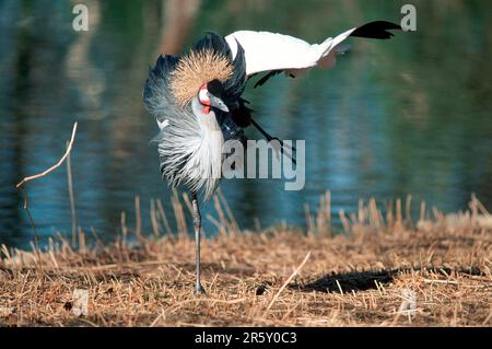 Gru a corona che sparge le ali, Sudafrica (Balearica pavonina regulorum) Foto Stock