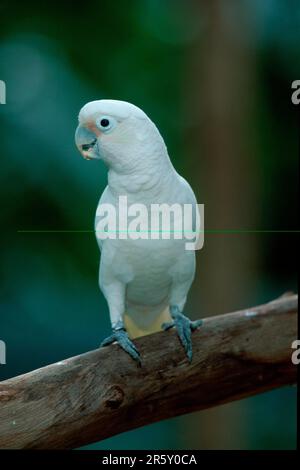 Cockatoo di Goffin (Cacatua goffini) Foto Stock