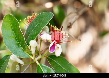 Pianta fiorita di feijoa sellowiana - ananas guava - famiglia mirto, albero ornamentale Foto Stock