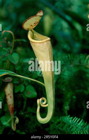 Pianta della caraffa (Nepenthes coccinea), Madagascar Foto Stock