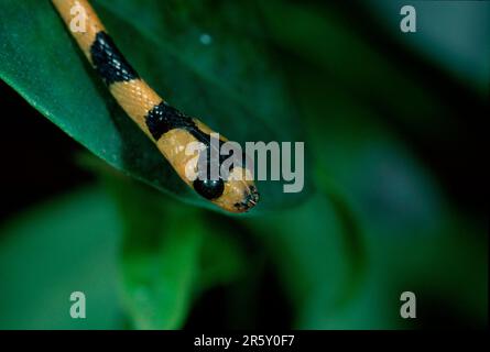 Madagascar Menarana Snake, Madagascar (Leioheterodon madagascariensis) Foto Stock