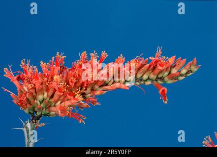 Ocotillo (Fouquieria splendens) sonora Desert, Arizona, USA Foto Stock
