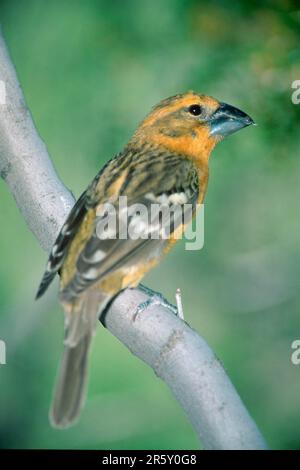 Grosbeak giallo (Pheucticus chrysopeplus), sonora Desert, Arizona, USA Foto Stock