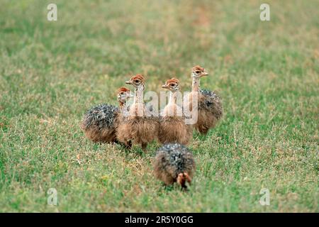 Struzzo sudafricano (Struthio camelus australis), pulcini, parco nazionale Kruger, Sudafrica Foto Stock