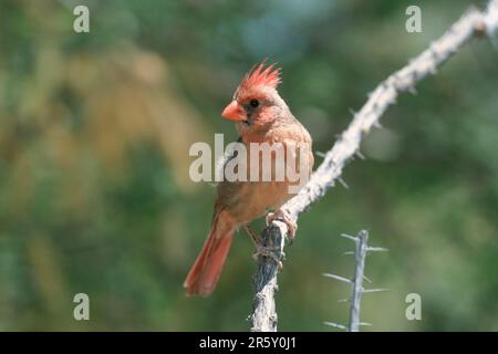 Giovane cardinale settentrionale comune (Cardinalis cardinalis), deserto di sonora, Arizona, USA Foto Stock