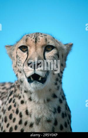 Ghepardo (Acinonyx jubatus) Foto Stock