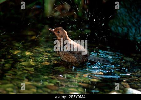 Bird giovane (Turdus merula), bagno, Germania Foto Stock