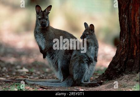 Wallaroo comune (Macropus robusta) con i giovani, Australia Foto Stock