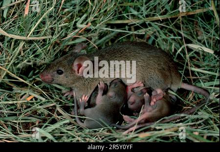 Topi di casa (Mus musculus), femmina, giovani infermieri, Germania Foto Stock