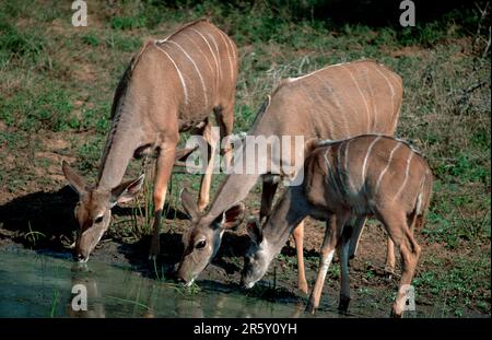 Greater Kudus (Tragelaphus strepsiceros), femminile e giovane, bere, Mkuzi Game Reserve, Sudafrica Foto Stock