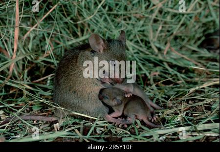 Topi di casa (Mus musculus), giovani di professione d'infermiera, Germania Foto Stock