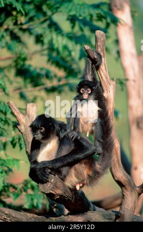 Nero-mano (Ateles geoffroyi) Spider Monkeys, femmina con giovane Foto Stock