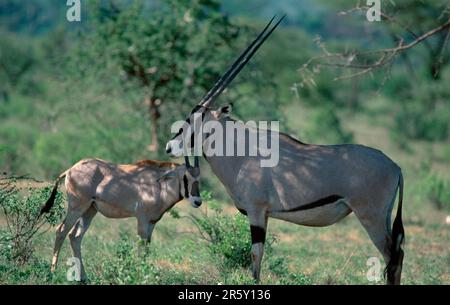 Oryx (Oryx gazzella), femmina con giovani, Samburu Game Reserve, Kenya Foto Stock