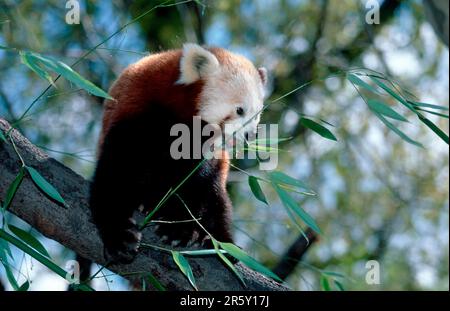 Panda rosso (Ailurus fulgens) mangiare, panda rosso, alimentazione, orso del gatto Foto Stock