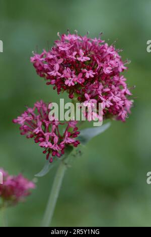 Rosso Valeriano (Centrenthus ruber) (Centrenthus angustifolia) (Centrenthus rubra) Foto Stock