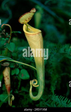 Pianta della caraffa, Madagacar (Nepenthes madegascariensis) l Foto Stock