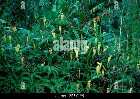 Pianta della caraffa, Madagacar (Nepenthes madegascariensis) Foto Stock