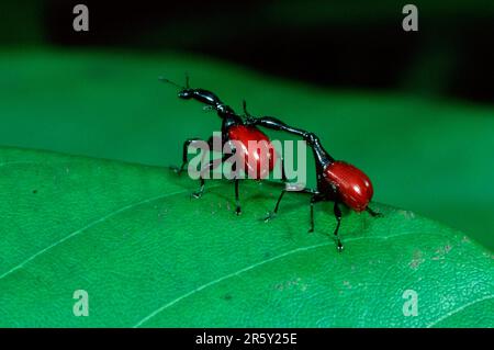 Giraffe weevil (Trachelophorus giraffa), coppia, Giraffe Beetle, Madagascar Foto Stock