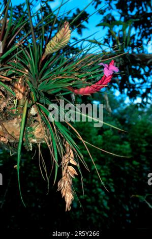 Bromeliad, tillandsia blu (Tillandsia cianea) Foto Stock