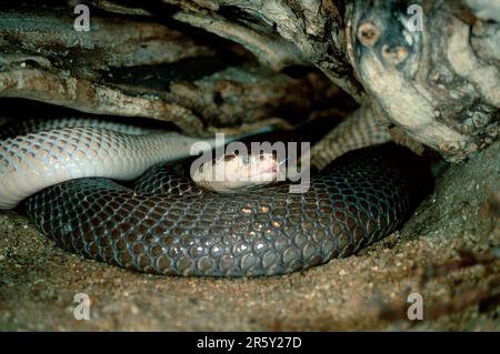 Cobra comune (Naja naja) Foto Stock