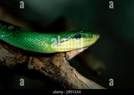 Serpente di ratto verde a coda rossa (Gonyosoma oxycephala) (Elaphe oxycephala) Foto Stock