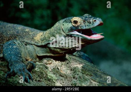 Drago di Komodo (Varanus komodensis) Foto Stock